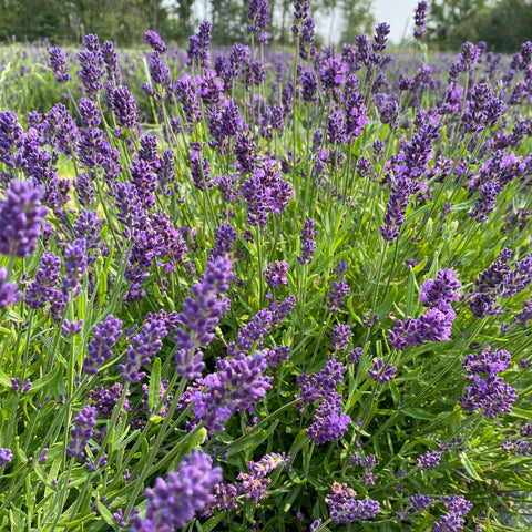 Lavender Creek Farm - Dried English Lavender Bouquets - Deep Purple
