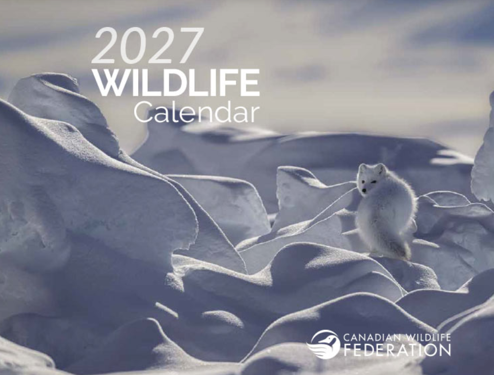 Wildlife photograph
