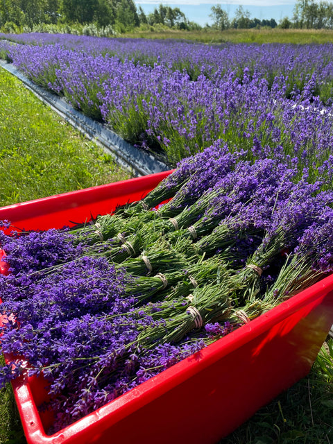 Lavender Creek Farm - Dried English Lavender Bouquets - Deep Purple