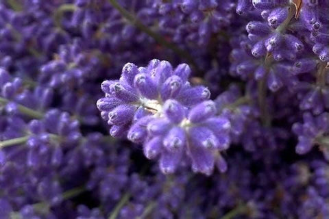 Lavender Creek Farm - Dried English Lavender Bouquets - Deep Purple