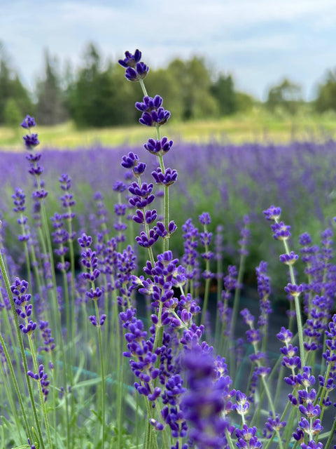 Lavender Creek Farm - Dried English Lavender Bouquets - Deep Purple